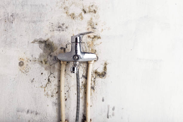 Best Same-Day Mold Removal  in Banks Springs, LA