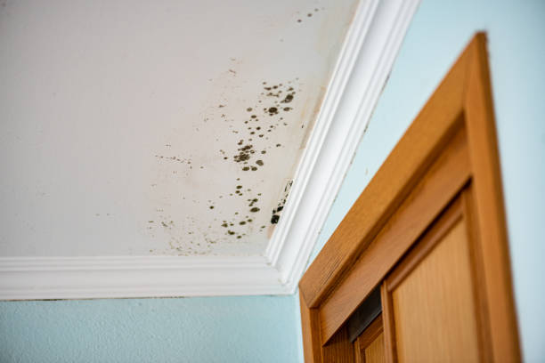 Trusted Banks Springs, LA Mold Removal Experts
