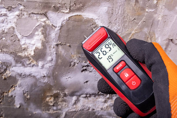 Best Affordable Mold Removal  in Banks Springs, LA