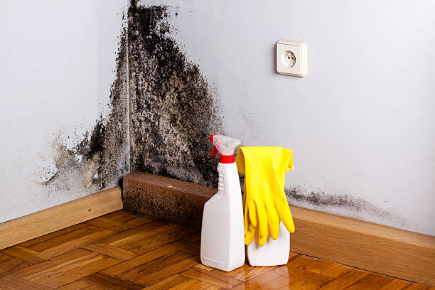 Best Commercial Mold Removal  in Banks Springs, LA