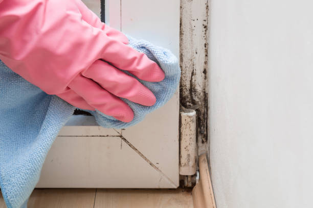 Best Mold Removal and Inspection  in Banks Springs, LA